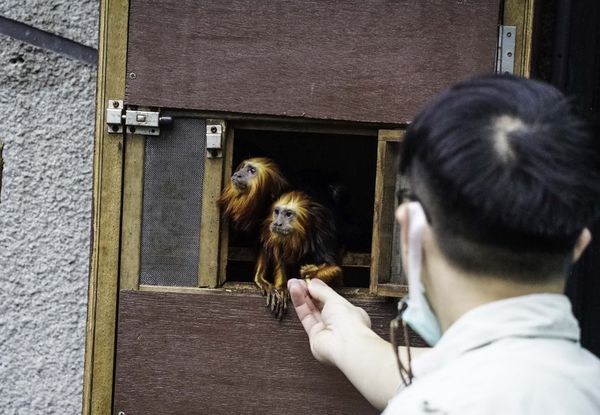 ▲▼金頭獅狨兄弟檔「Kopi」與「Kaya」。（圖／台北市立動物園提供，請勿隨意翻拍，以免侵權。）