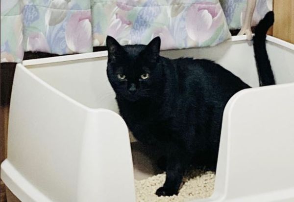 ▲▼日本一名飼主由於自己飼養的黑貓不愛上廁所，因此出奇招，讓牠養成如廁好習慣。（圖／翻攝自twitter@bou128）