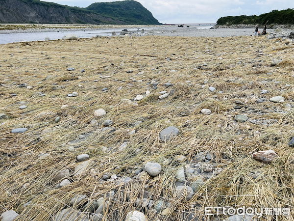 ▲鋪設稻草蓆覆蓋裸露地。（圖／記者楊漢聲翻攝）