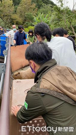 台北市立動物園水豚逃脫。（圖／台北市立動物園提供）