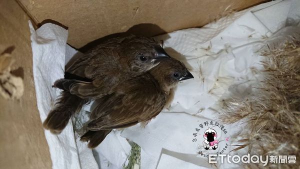 ▲台南市野鳥學會救傷組搶救的2隻斑文鳥，目前狀況還不錯， 有機會通過評估野放。（圖／台南市野鳥學會救傷組）