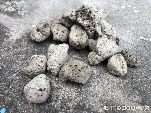 ▲▼日本小笠原群島火山噴發，花蓮外海陸續出現火山浮石，目前發現最大如網球大小。（圖／第一二海巡隊提供，下同）