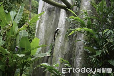 動物園棉頭絹猴「逃脫畫面曝光」　連5次被食物引誘假裝靠近