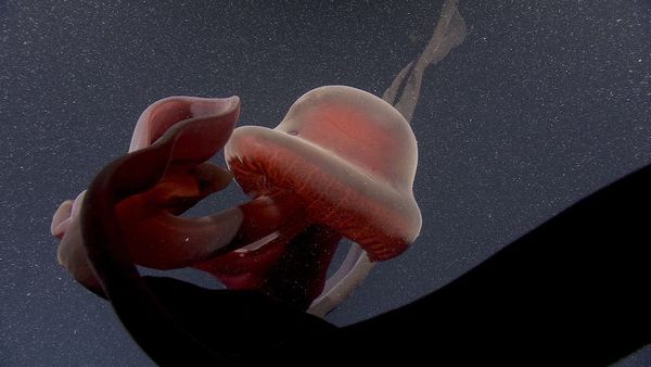 ▲▼蒙特利灣水族館附設研究所透過遙控潛水器捕捉到冥河水母的身影。（圖／翻攝自MBARI官網）