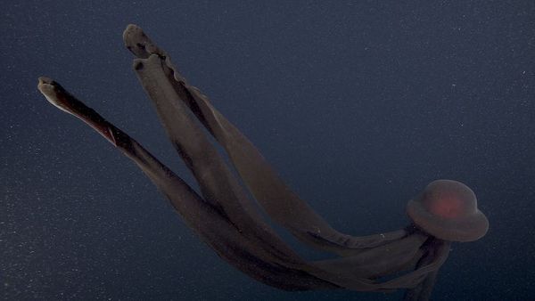 ▲▼蒙特利灣水族館附設研究所透過遙控潛水器捕捉到冥河水母的身影。（圖／翻攝自MBARI官網）