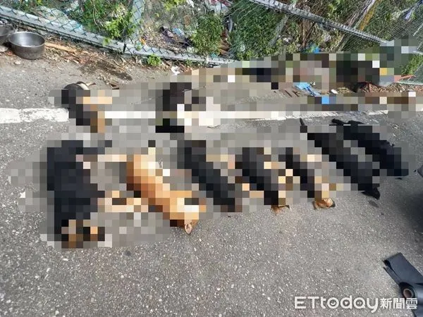 ▲▼花蓮新城加灣日前發現14隻流浪犬遭人下毒虐殺。（圖／志工林小姐提供，下同）