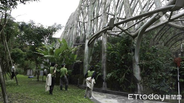 ▲▼動物園棉頭絹猴「逃脫畫面曝光」　連5次被食物引誘假裝靠近。（圖／台北市立動物園提供）