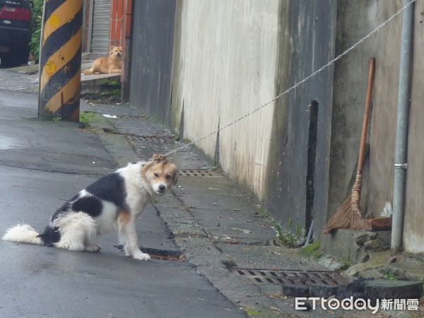 ▲長期關鐵籠的狗。（圖／台灣防止虐待動物協會提供。）