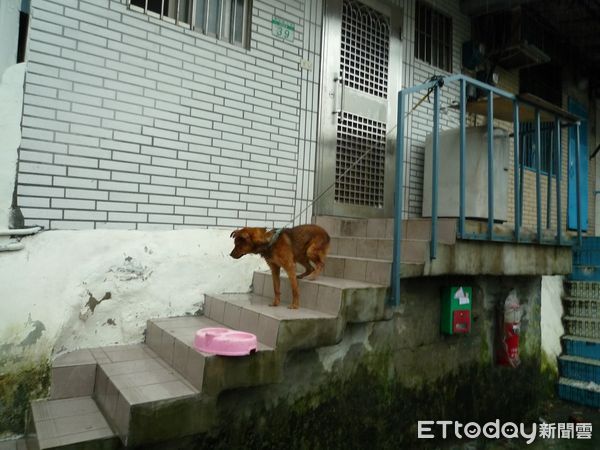 ▲長期關鐵籠的狗。（圖／台灣防止虐待動物協會提供。）