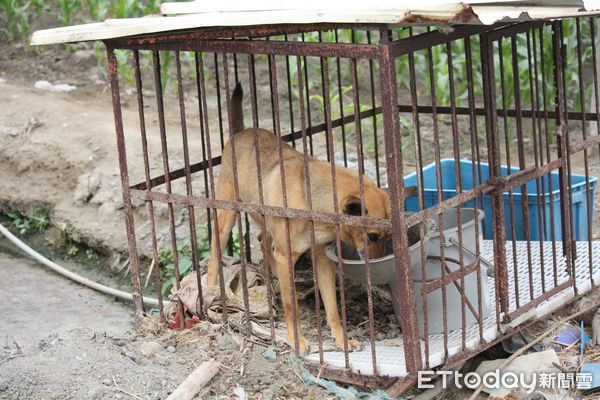 ▲長期關鐵籠的狗。（圖／台灣防止虐待動物協會提供。）