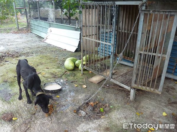 ▲長期關鐵籠的狗。（圖／台灣防止虐待動物協會提供。）