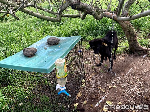 ▲長期關鐵籠的狗。（圖／台灣防止虐待動物協會提供。）