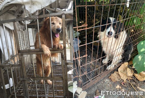 ▲長期關鐵籠的狗。（圖／台灣防止虐待動物協會提供。）