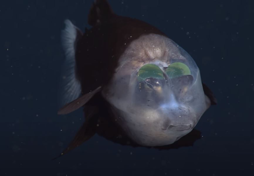 ▲▼頭部透明、長相怪異的「太平洋桶眼魚」（barreleye fish，又稱大鰭後肛魚）。（圖／翻攝自YouTube／MBARI ，Monterey Bay Aquarium Research Institute）