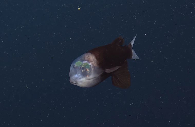 ▲▼頭部透明、長相怪異的「太平洋桶眼魚」（barreleye fish，又稱大鰭後肛魚）。（圖／翻攝自YouTube／MBARI ，Monterey Bay Aquarium Research Institute）