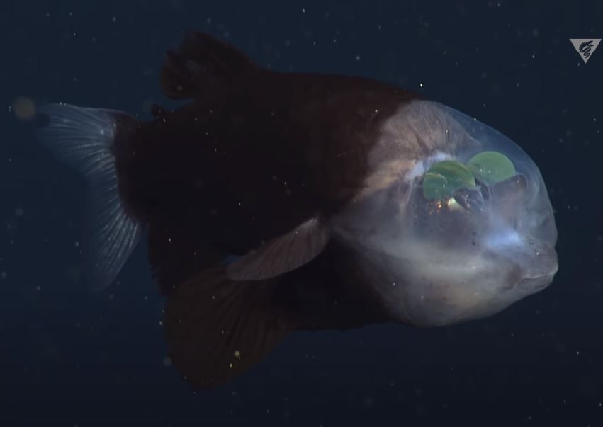 ▲▼頭部透明、長相怪異的「太平洋桶眼魚」（barreleye fish，又稱大鰭後肛魚）。（圖／翻攝自YouTube／MBARI ，Monterey Bay Aquarium Research Institute）