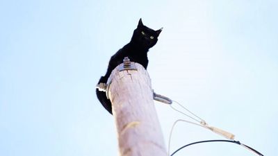 黑貓受困「11公尺高電線桿」好幾天！飼主崩潰：我拿食物拜託牠下來，都沒用
