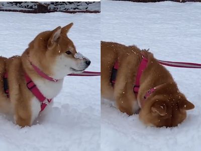 柴柴出門散步深陷積雪中　「情緒超嗨」下秒一舉動驚呆飼主