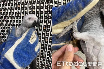 灰鸚鵡翹家「飛進動物醫院」　咬壞車座墊一臉無辜...主人快領回