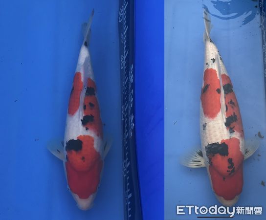 ▲新埔錦鯉玩家　入門4年養出全台大正三色冠軍。（圖／黃建南提供）