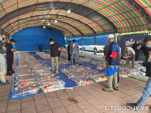 ▲新埔錦鯉玩家　入門4年養出全台大正三色冠軍。（圖／黃建南提供）