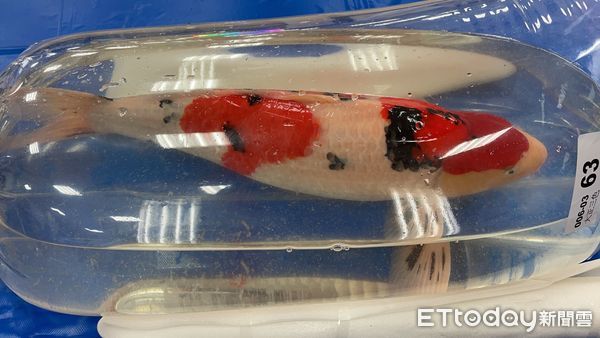 ▲新埔錦鯉玩家　入門4年養出全台大正三色冠軍。（圖／黃建南提供）