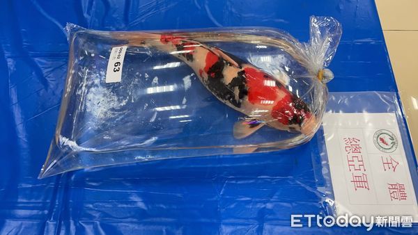 ▲新埔錦鯉玩家　入門4年養出全台大正三色冠軍。（圖／黃建南提供）