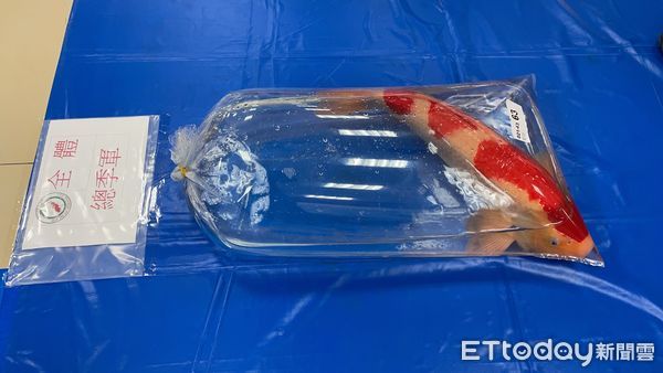 ▲新埔錦鯉玩家　入門4年養出全台大正三色冠軍。（圖／黃建南提供）