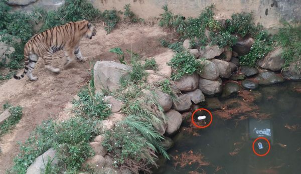 ▲▼新竹市立動物園2隻童鞋掉進老虎籠。（圖／翻攝自「新竹爆廢公社」）