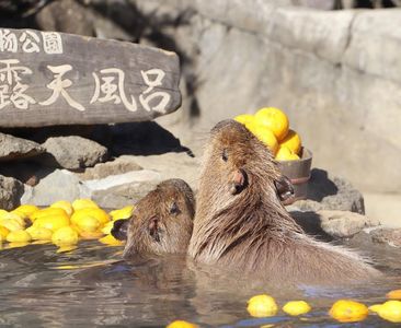 激萌「水豚」一屁股坐進泡澡桶直接滿出來　萌翻網友：只能泡半身