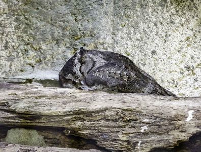 動物園怪異睡姿公開！　貓頭鷹趴地不動「驚嚇指數」百分百