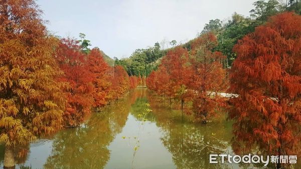 ▲台3線苗栗縣三灣鄉落羽松，目前莊園內已由綠轉紅，預計將吸引大批遊客前來朝聖，苗栗警方也將在假日實施交管與取締違規車輛。（圖／記者黃孟珍翻攝，下同）