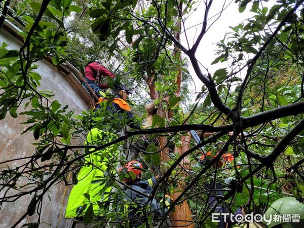 ▲▼男子鋸木卻卡在樹上。（圖／記者黃彥傑攝）