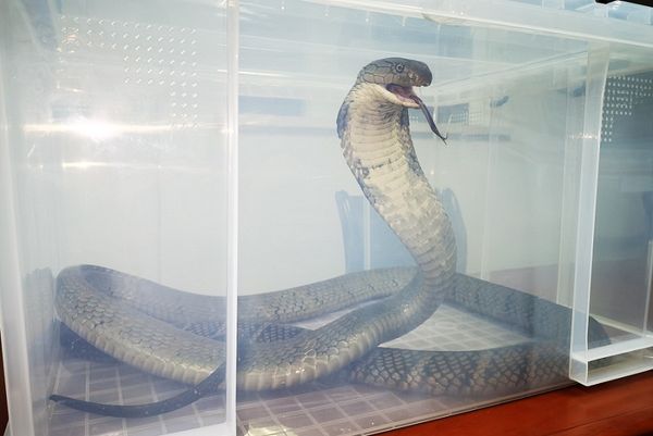 ▲長約4公尺的眼鏡王蛇。（圖／翻攝張家港海關）
