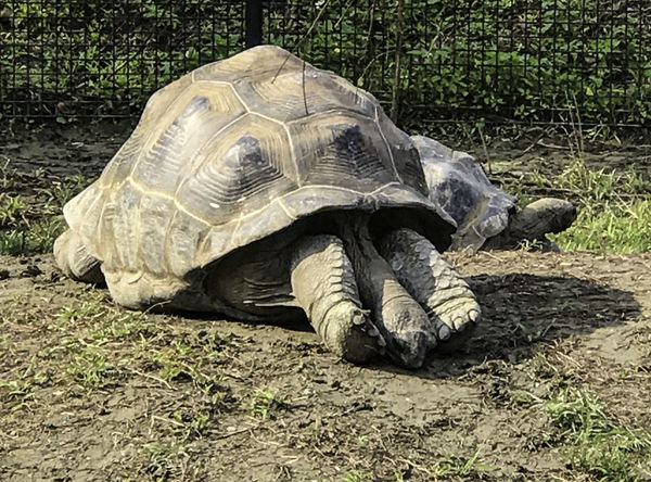 ▲▼動物們的怪異睡姿。（圖／台北市立動物園提供，請勿隨意翻拍，以免侵權。）