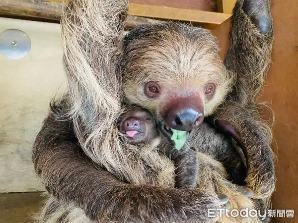 樹懶 Amazon.com: Cindy Sloth | 限量版| TurtleSurfers | 樹懶填充