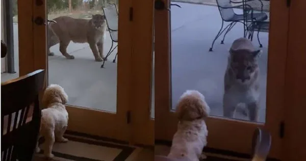 美國科羅拉多州一名女子的愛犬不停盯著露臺的美洲獅。（圖／翻攝臉書Sarah Bole）