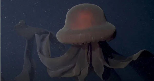 頭泛紅光觸手長達10公尺超大「冥河水母」現身加州深海| ETtoday寵物雲| ETtoday新聞雲