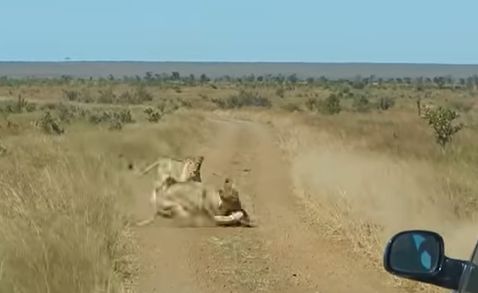 ▲▼2母獅躲草叢戰術配合　遊客直擊「3秒內擊落疣豬」影片曝。（圖／翻攝YouTube）