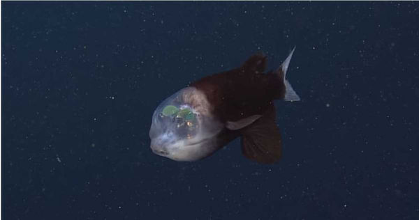 科學家發現罕見頭部透明、長相怪異的「深海怪魚」。