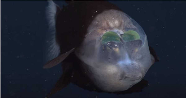 「太平洋桶眼魚」的眼睛不是長在體外，而是被包覆在頭頂透明組織的內部。
