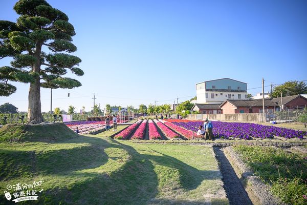 ▲▼董家花田。（圖／滿分的旅遊札記提供）