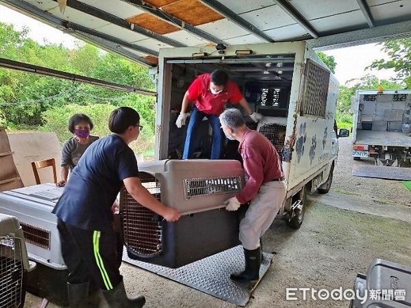 ▲新北動保處替毛小孩找新家 助民間動物收容所犬隻遷移。（圖／新北市動保處提供）