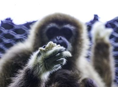 「薑母猴米糕」好吃到長臂猿狂吮手指　北市動物園冬季限定