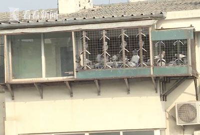 6F家中養鴿子！　「糞便像下雨一樣」樓下居民快發瘋