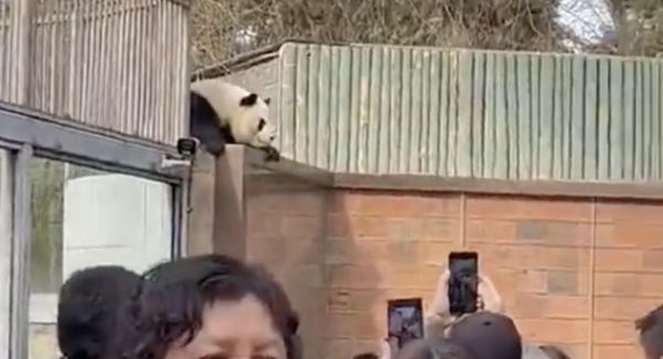 ▲北京動物園貓熊萌蘭越獄成功，在圍牆上四處張望。（圖／翻攝北京日報）