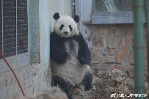 ▲貓熊萌蘭是北京動物園奧運館的明星動物。（圖／翻攝北京動物園微博）