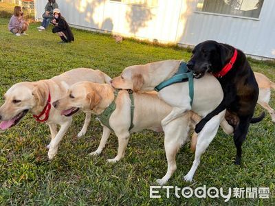 11隻退休緝毒犬聚會 緊抱後腰「嗨玩疊疊樂」笑噴粉絲:貴圈真亂