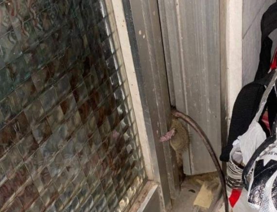 ▲▼             。（圖／翻攝自Facebook／爆廢公社）