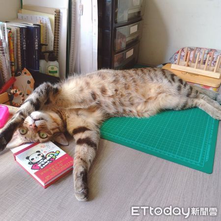 虎斑貓幸福睡姿。（圖／粉專Mocha。摩卡提供）